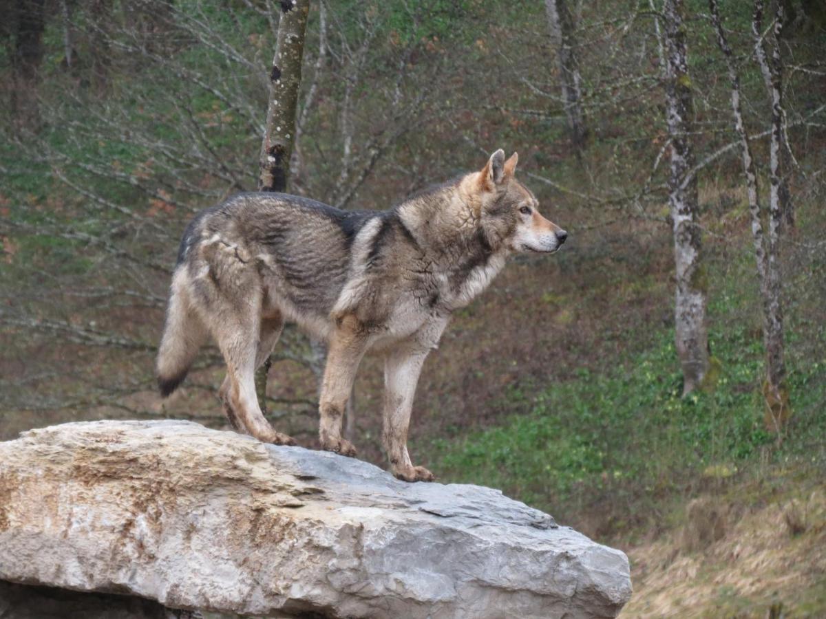 Parc Animalier Du Herisson Villa Doucier Buitenkant foto