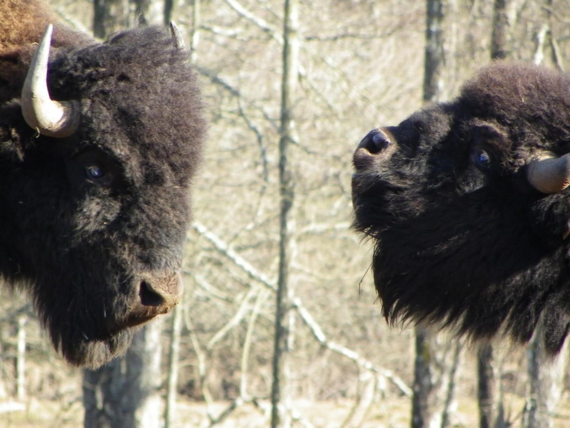 Parc Animalier Du Herisson Villa Doucier Buitenkant foto